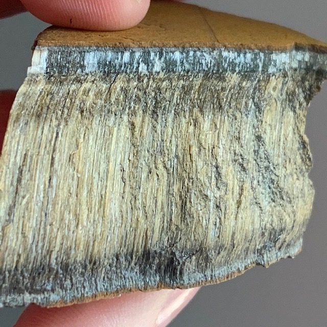 Tigers Eye Rough Specimen 