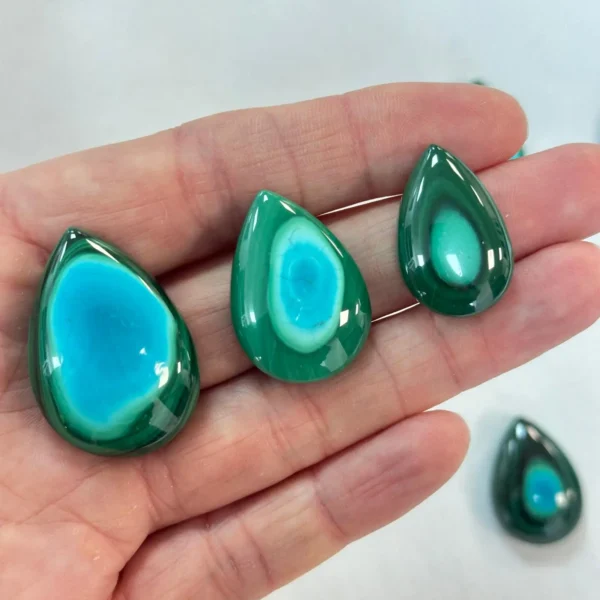 Mixed Size Malacholla Cabochon 1pc